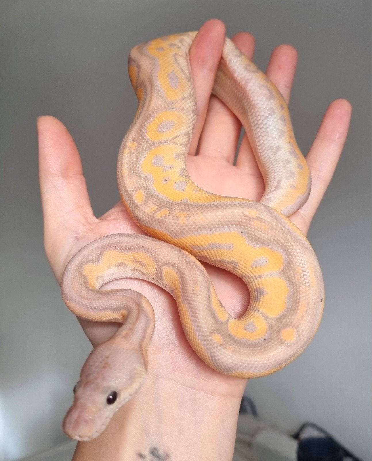 1.0 banana black pastel od (spotnose) clown