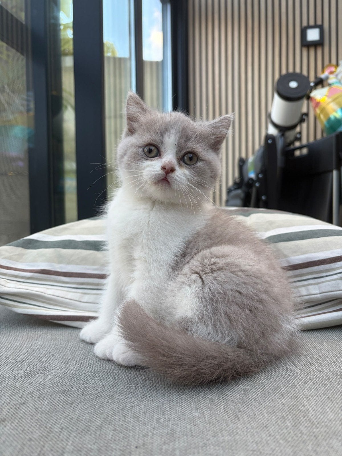 Britse korthaar katerje ,gereserveerd!, Dieren en Toebehoren, Kater, Gechipt, 0 tot 2 jaar