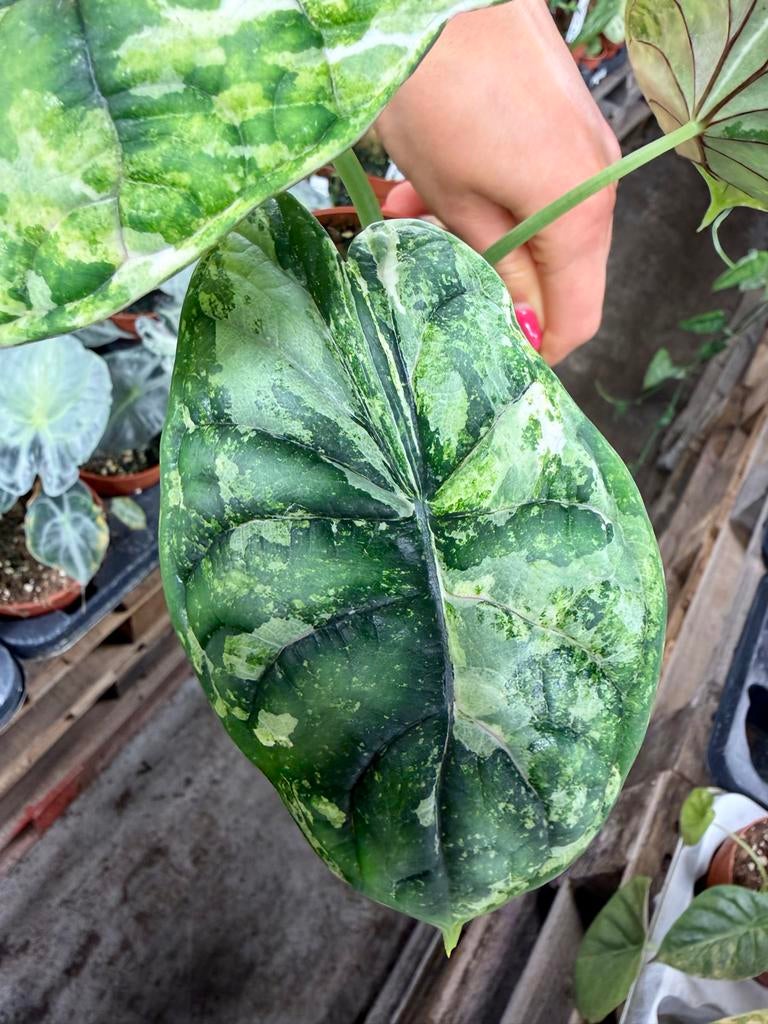 Alocasia Dragon Scale Mint Albo p12, Huis en Inrichting, Kamerplanten, Ophalen of Verzenden