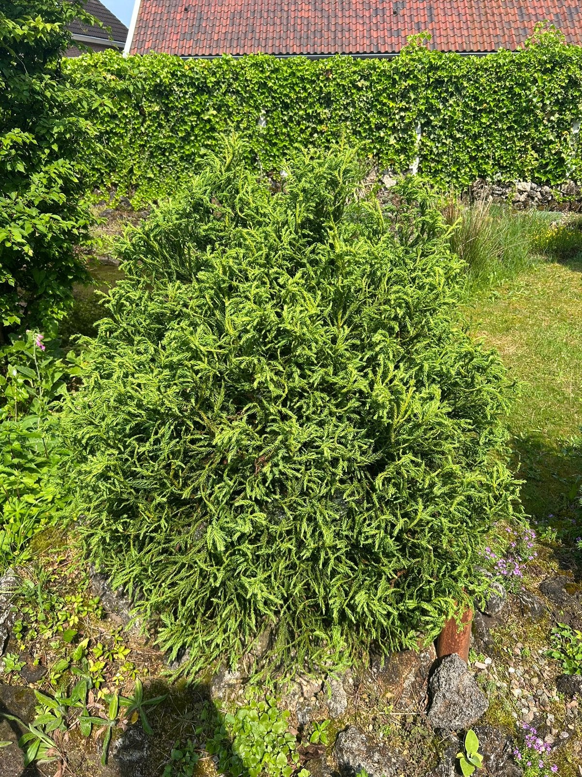 Chamaecyparis obtusa ‘Tsatsumi Gold’ – Japanse Hinoki cipres, Ophalen, Bloeit niet, Overige soorten, Volle zon