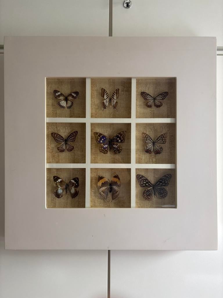 Prachtige collectie opgezette vlinders in lijst, Huis en Inrichting, Woonaccessoires | Lijsten, 50 tot 75 cm, Ophalen of Verzenden