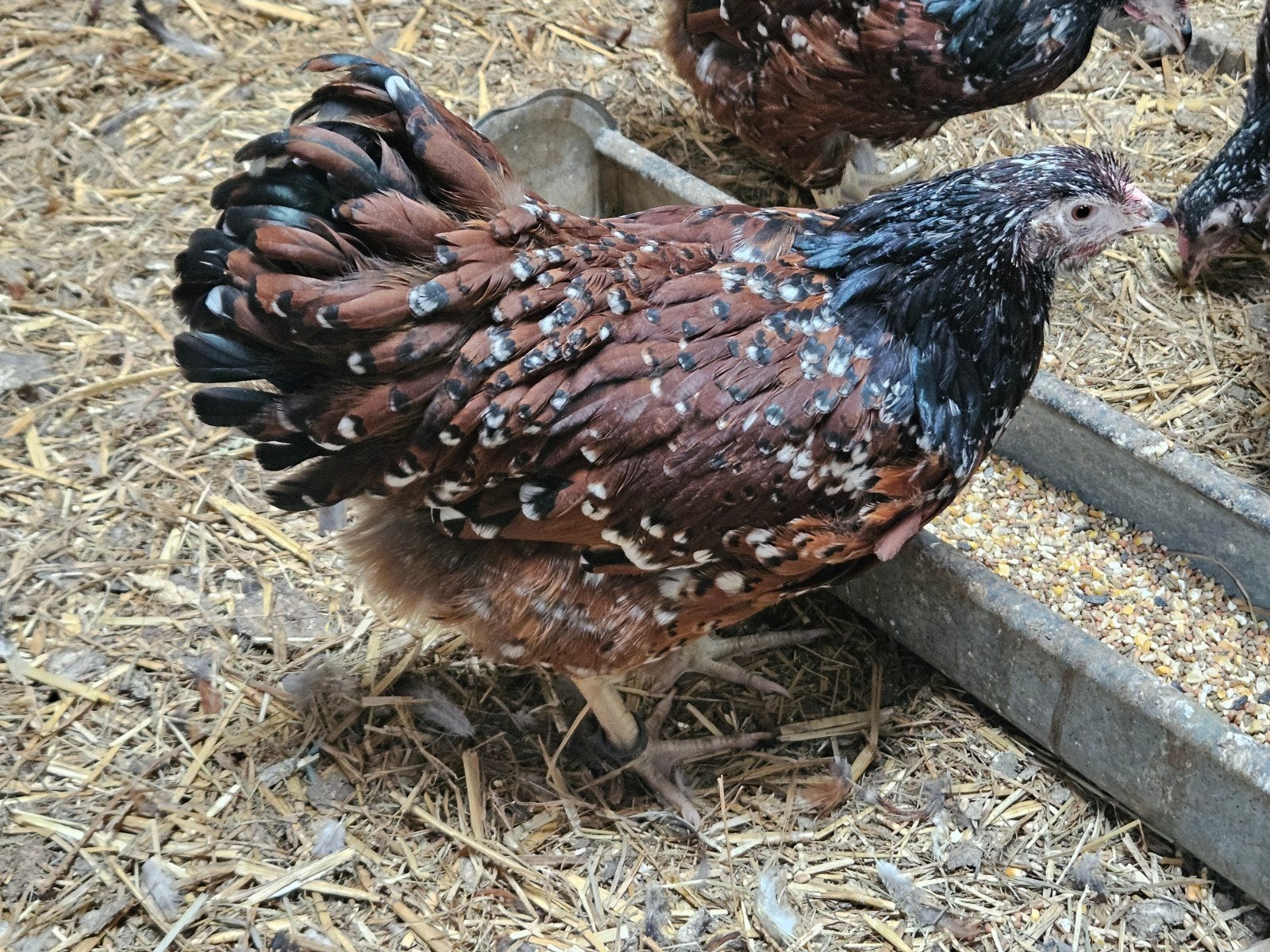1:3 grote wyandotte in de zeldzame kleur roodporselein, Dieren en Toebehoren, Pluimvee, Meerdere dieren, Kip