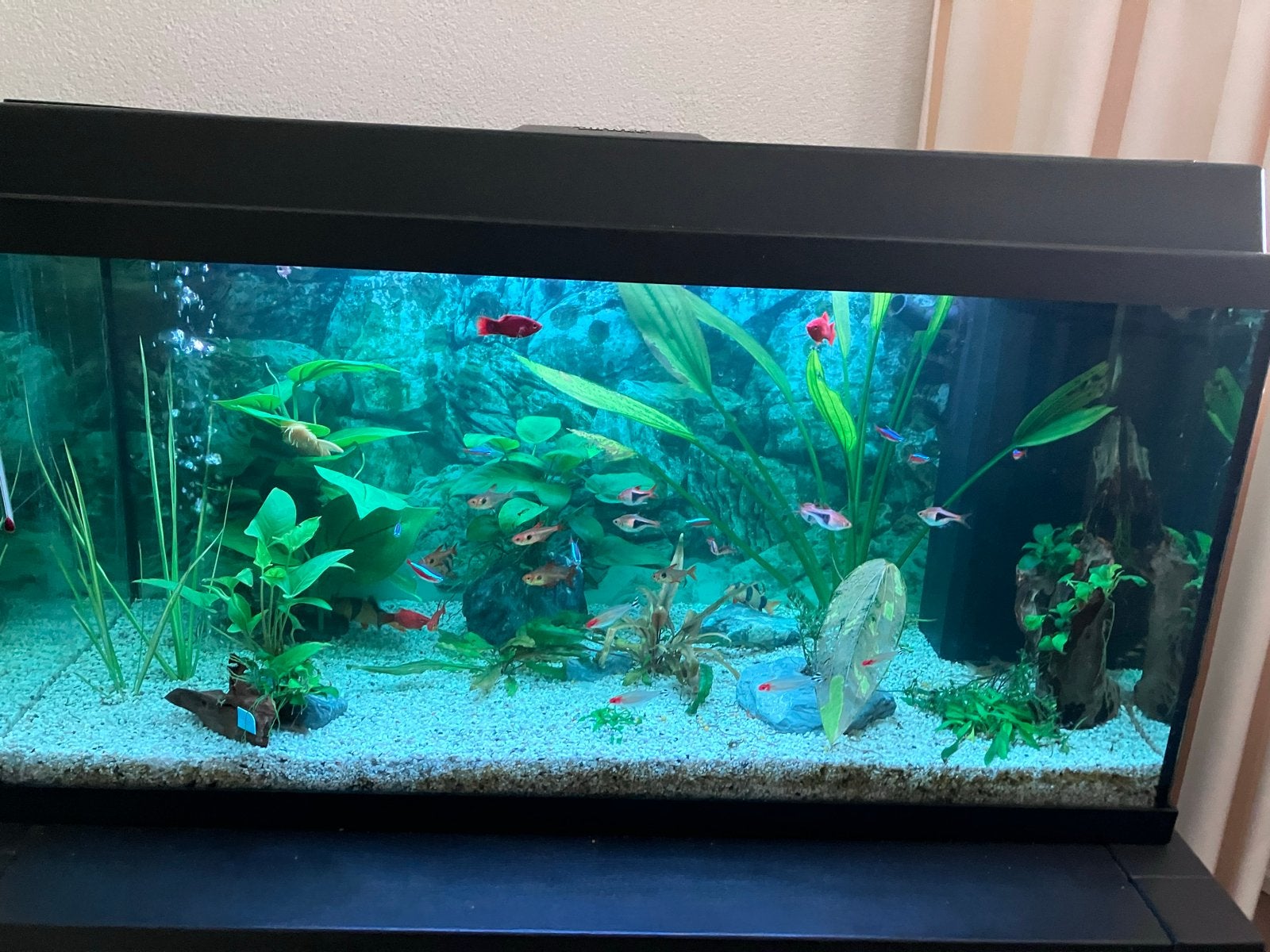 Te koop jewel aquarium 80 cm, Dieren en Toebehoren, Ophalen, Gevuld zoetwateraquarium