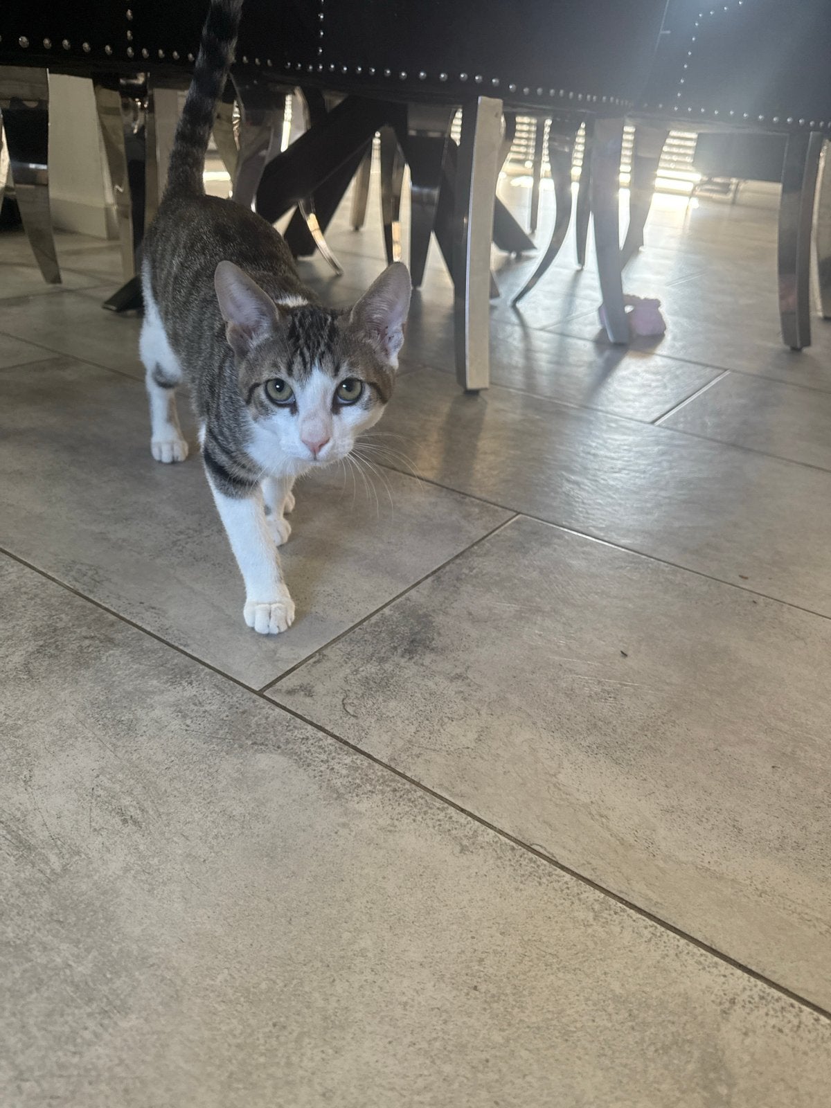Gratis kitten, Kater, Kortharig, 0 tot 2 jaar