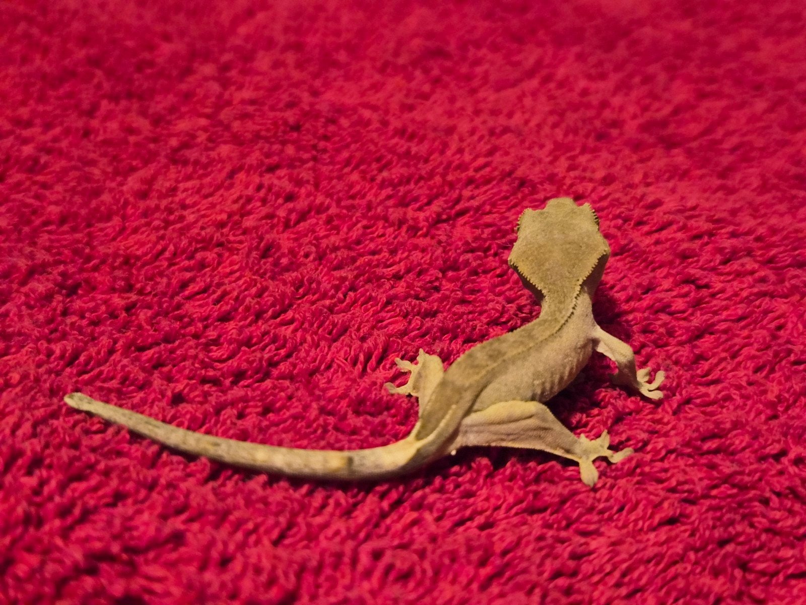 wimper gekko Jill Crested Gecko photo 3
