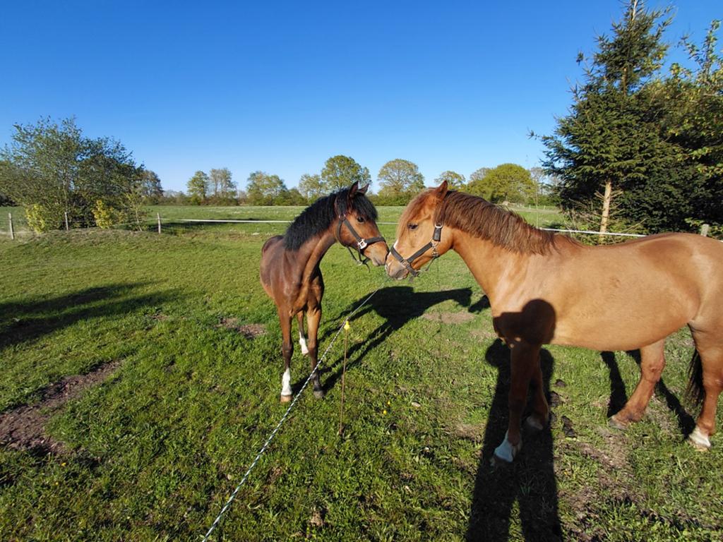 Pony New forest hengst veulen, Dieren en Toebehoren, Paarden, Hengst, 0 tot 2 jaar, Dressuurpaard