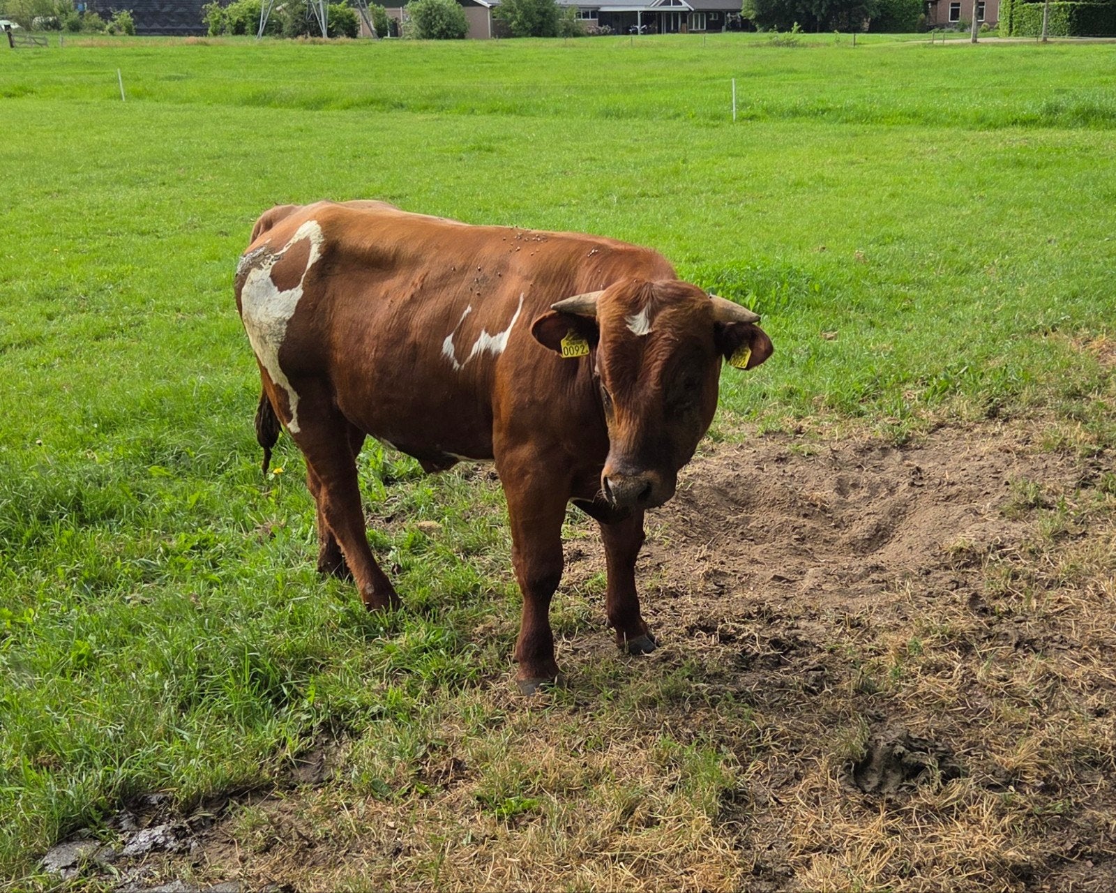 Te koop Mooie Vrb dekstier, Dieren en Toebehoren, Runderen, Mannelijk, 0 tot 2 jaar