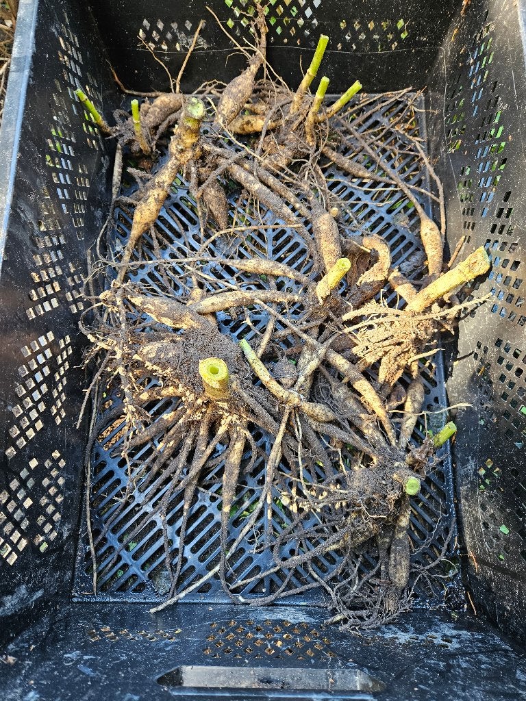 Dahlia Who me knollen te koop, Tuin en Terras, Ophalen of Verzenden, Voorjaar, Volle zon, Knol