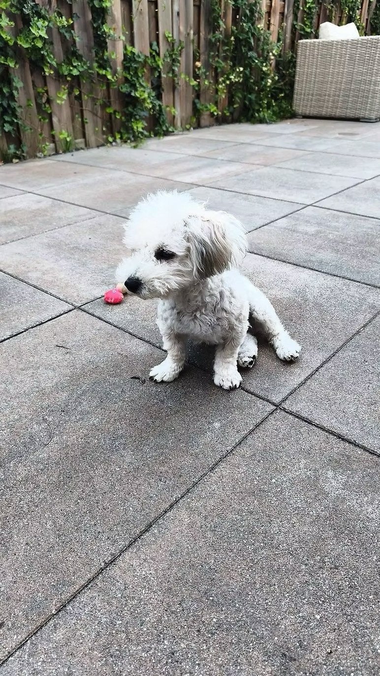 Pup Boomer Mix, Dieren en Toebehoren, Particulier, 15 weken tot 1 jaar, Reu, Buitenland