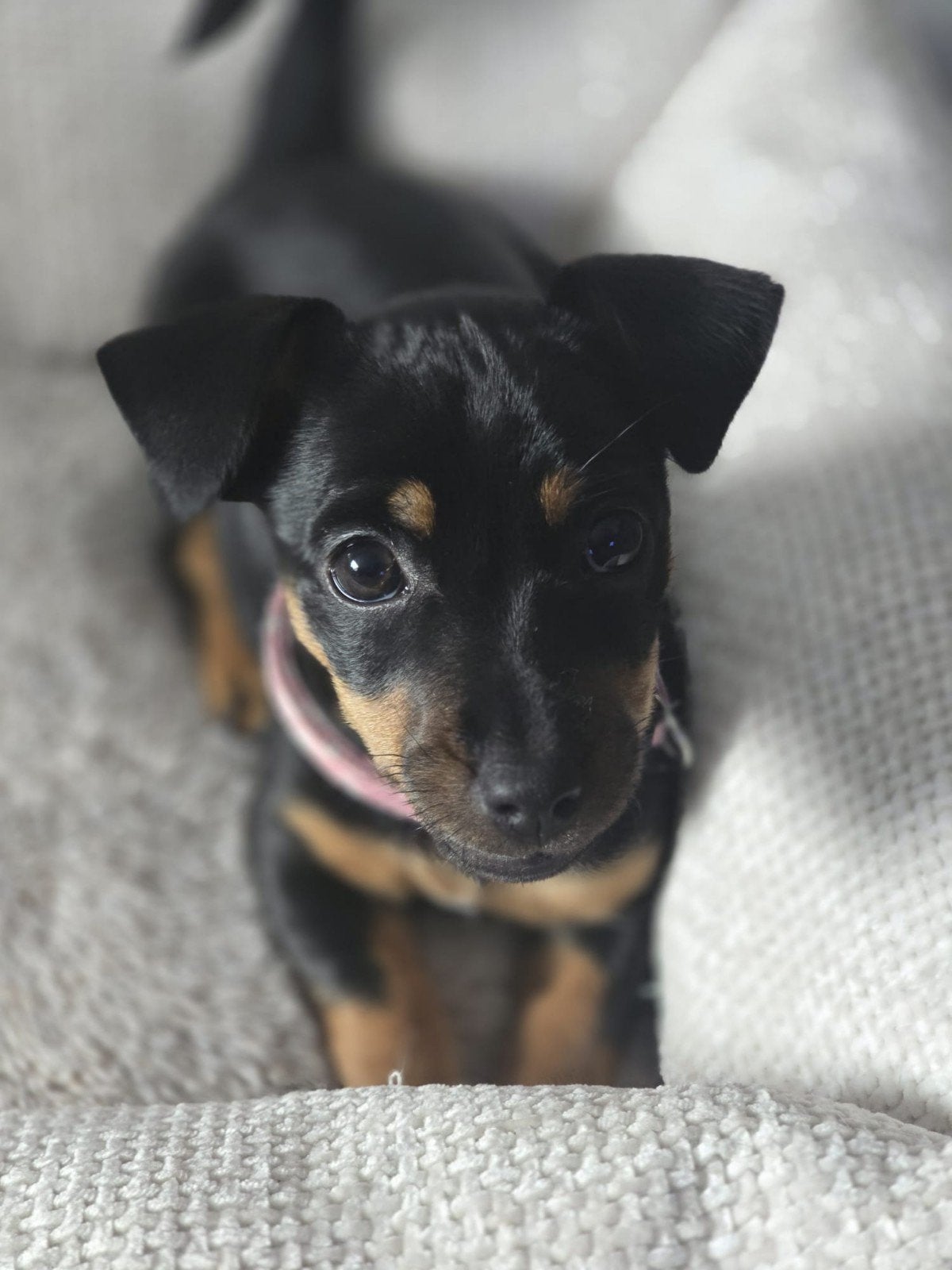 baby jack russel meisje 9 weken, Jack Russell Terriër, 8 tot 15 weken, Teef, CDV (hondenziekte)