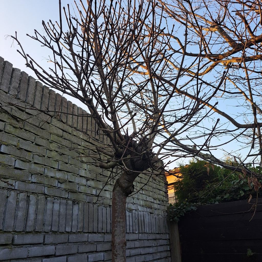 Mooie volle geënte bol esdoorn, ruim 2 meter hoog, Tuin en Terras, Planten | Bomen, Ophalen, Bolboom, 100 tot 250 cm