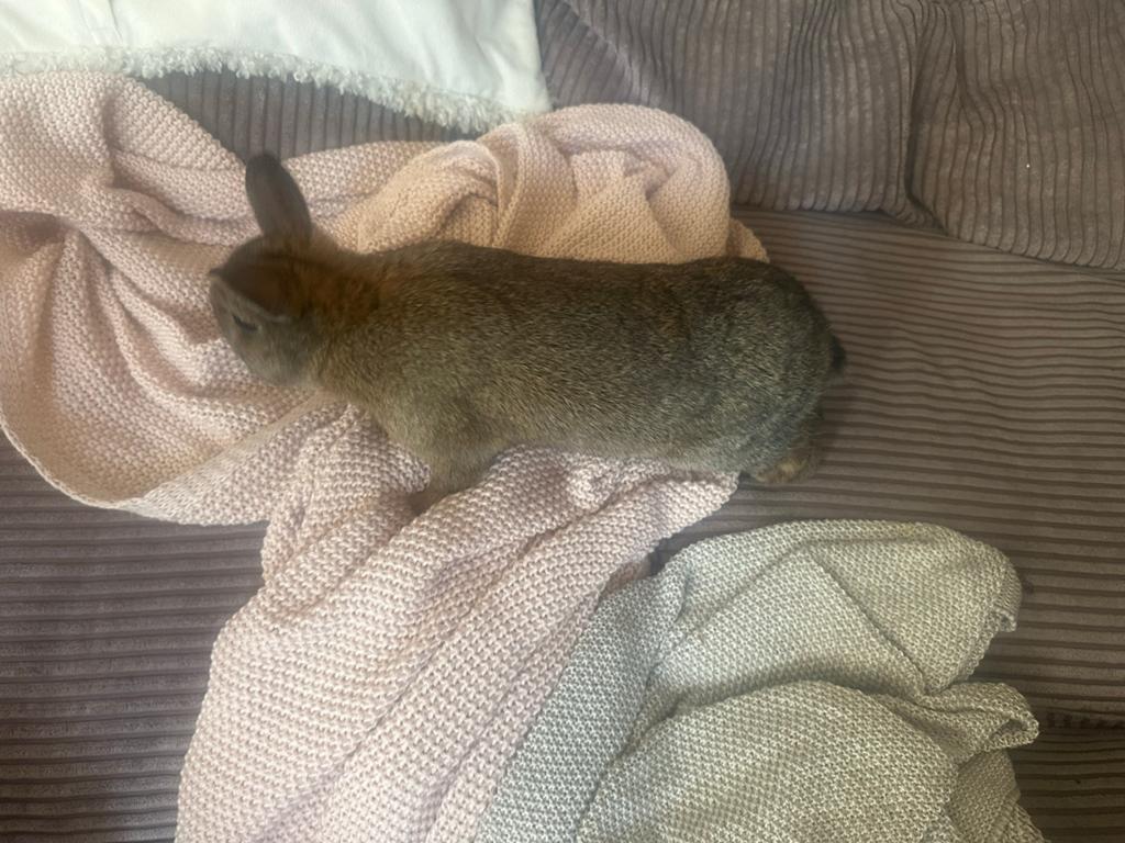 Jong dwerg konijn, Dieren en Toebehoren, Konijnen, Mannelijk, Dwerg