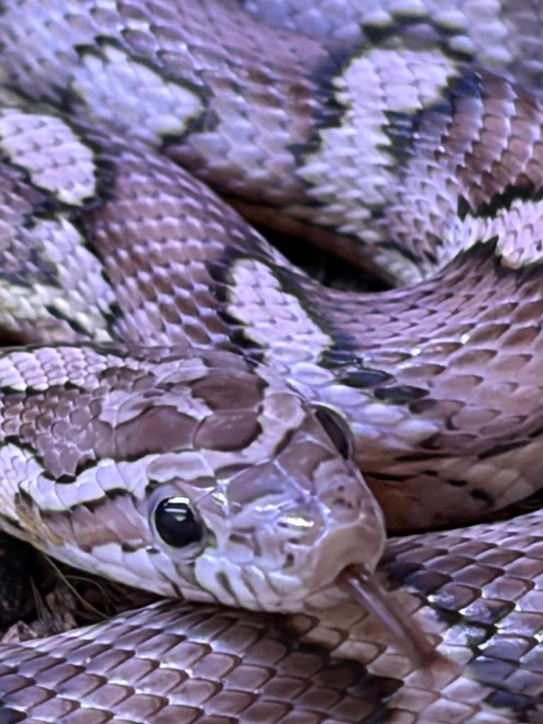 Pantheropis guttatus (rattenslang) Rat Snake - unknown for sale from Brand