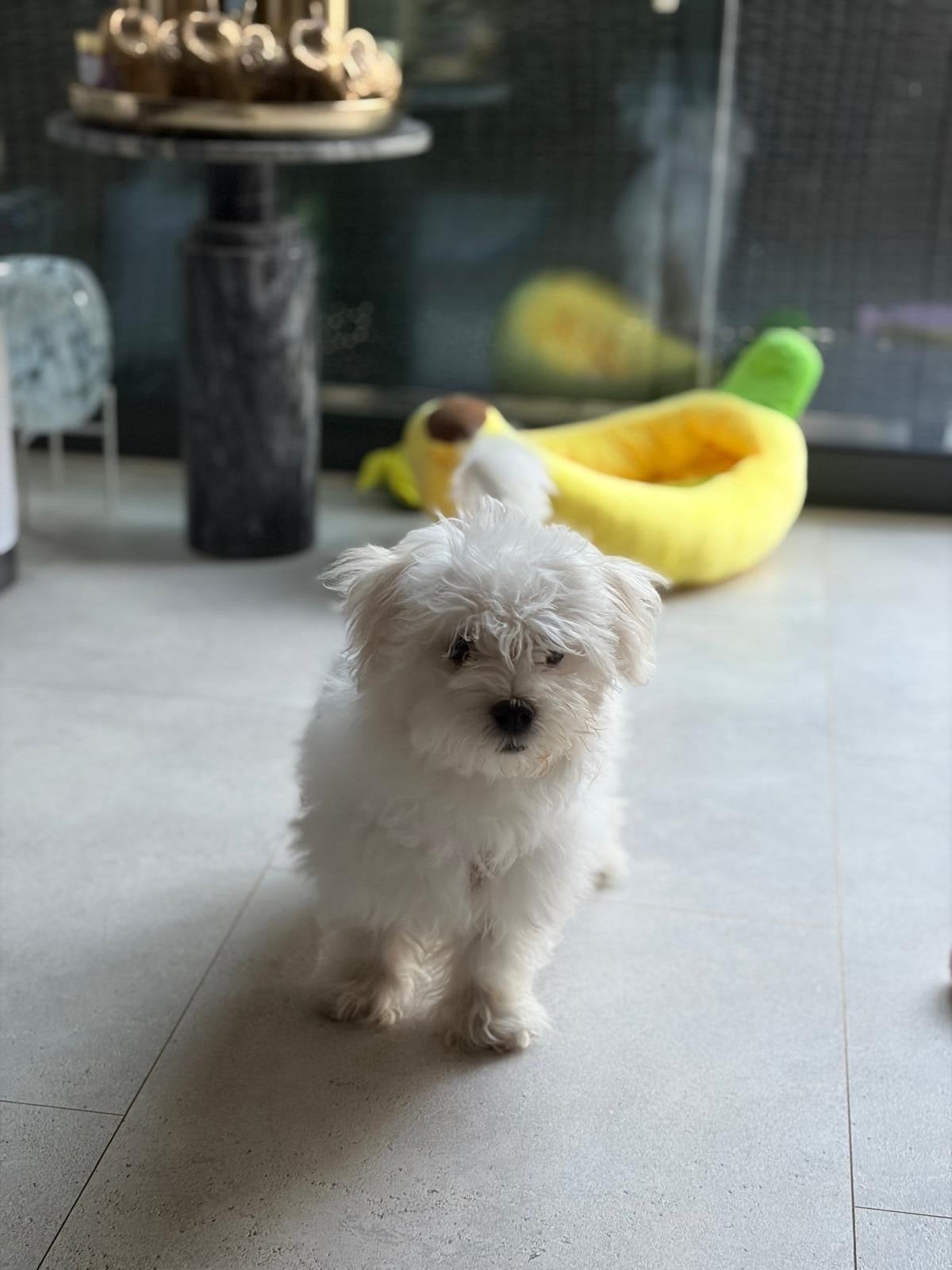 Maltezer puppie, Dieren en Toebehoren, Honden | Niet-rashonden, 8 tot 15 weken, Teef, Eén hond, Klein