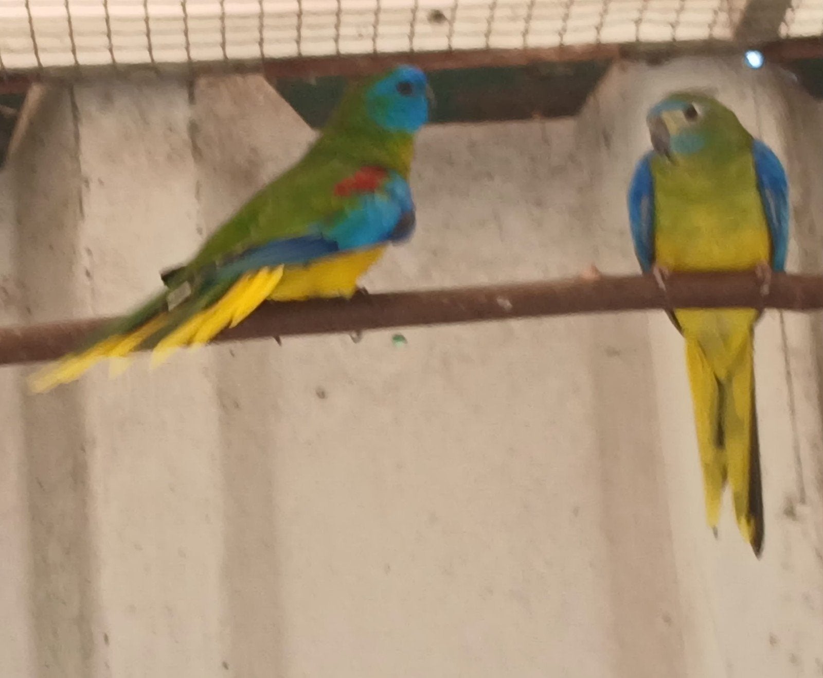 koppel turquoisine parkieten, Dieren en Toebehoren, Vogels | Parkieten en Papegaaien, Meerdere dieren, Parkiet, Geringd