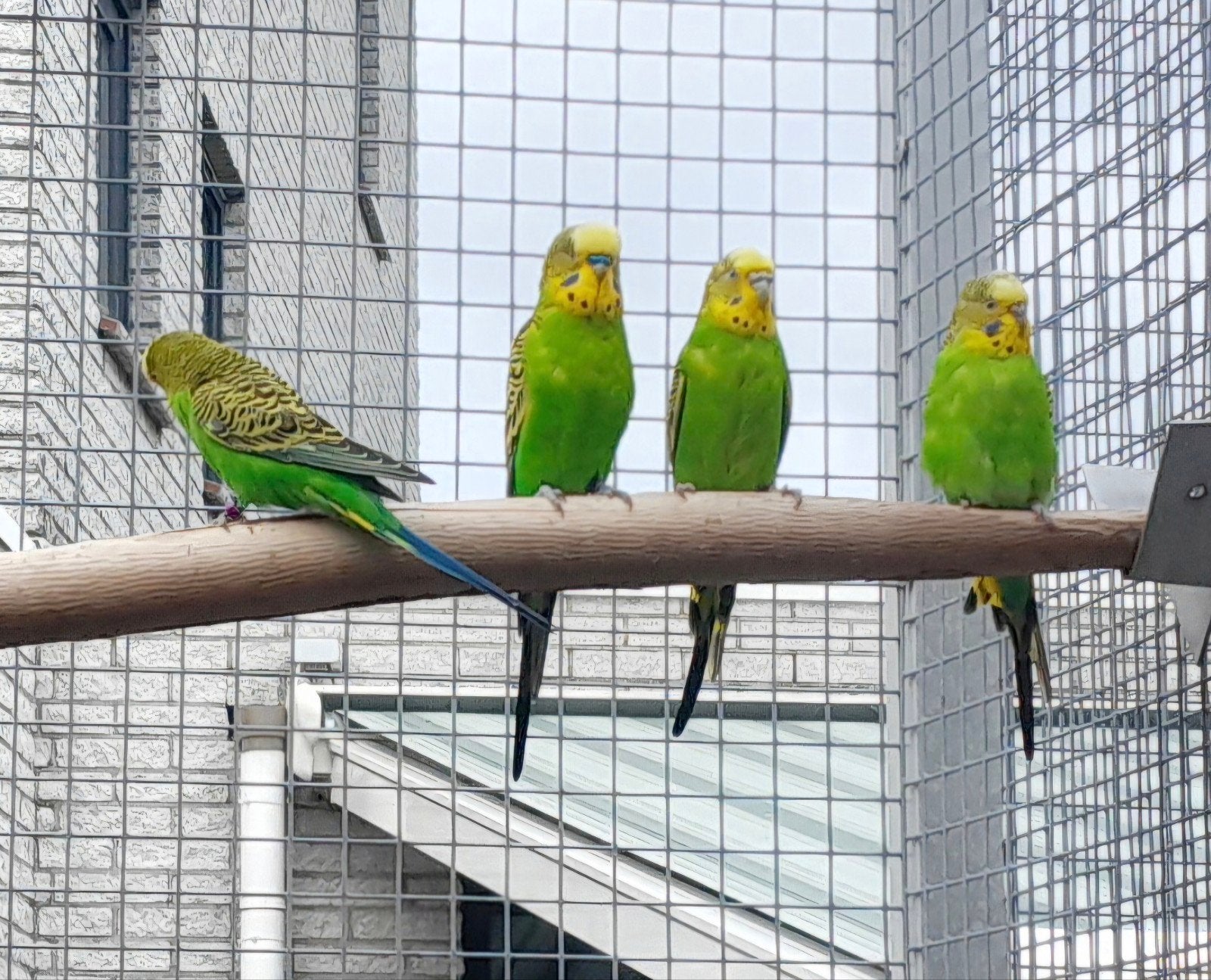 gezocht; zuiver wildkleur grasparkieten tt kwaliteit., Dieren en Toebehoren, Vogels | Parkieten en Papegaaien, Meerdere dieren