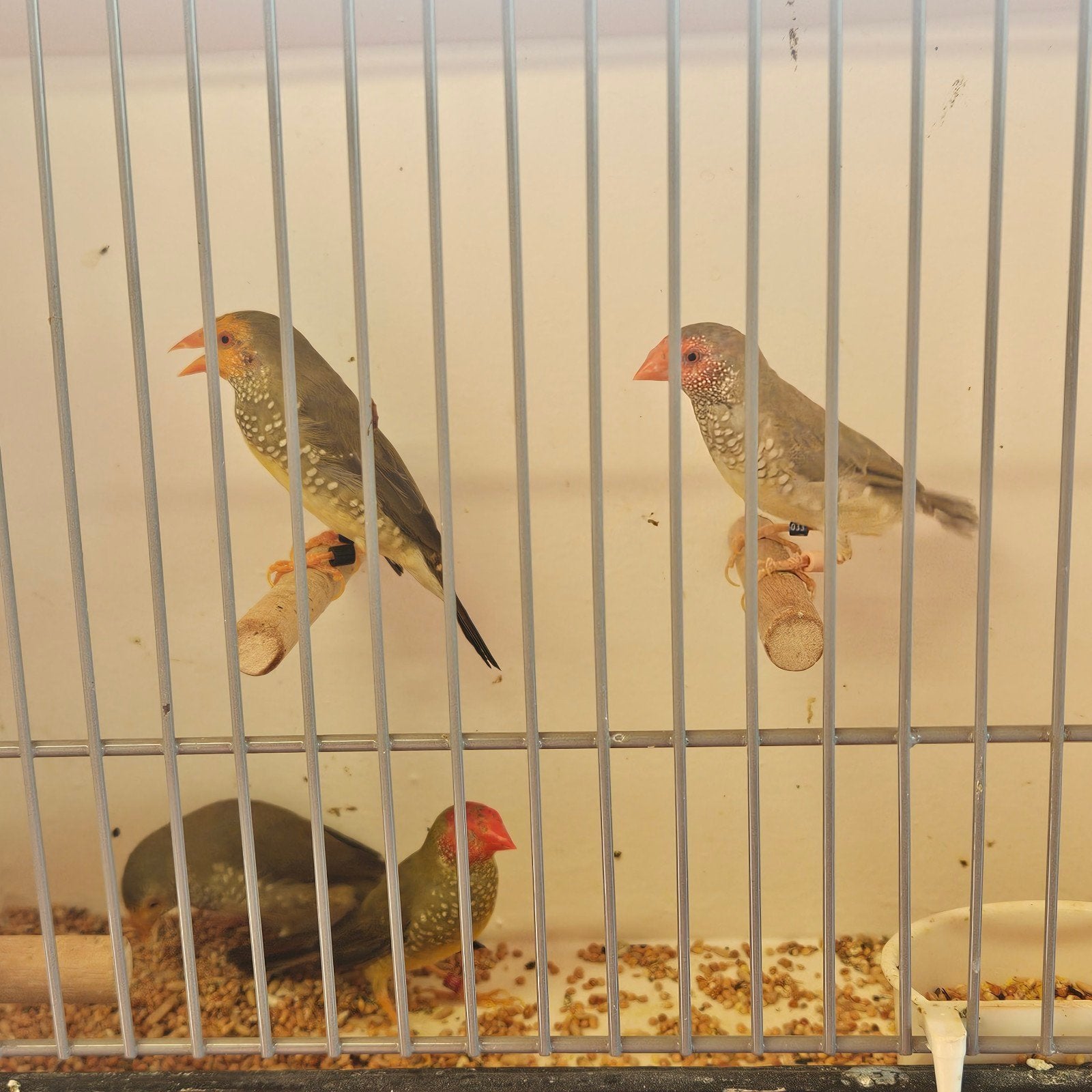 2 koppels binsen geel en roodkop, Dieren en Toebehoren, Meerdere dieren, Tropenvogel