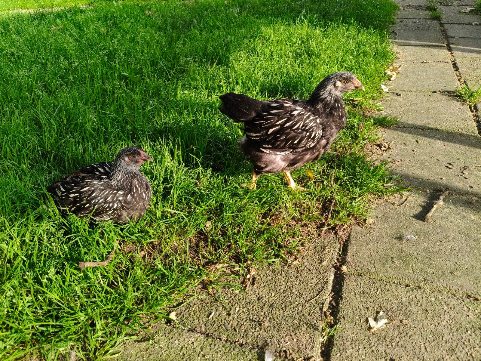 Wyandotte groot jonge hennen, Dieren en Toebehoren, Pluimvee, Meerdere dieren, Kip