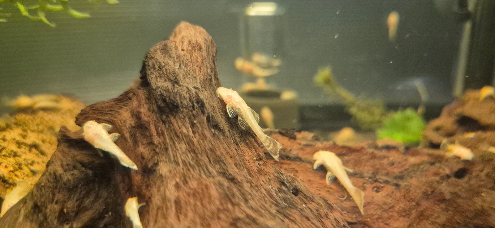 Albino ancistrussen, Vis, Zoetwatervis