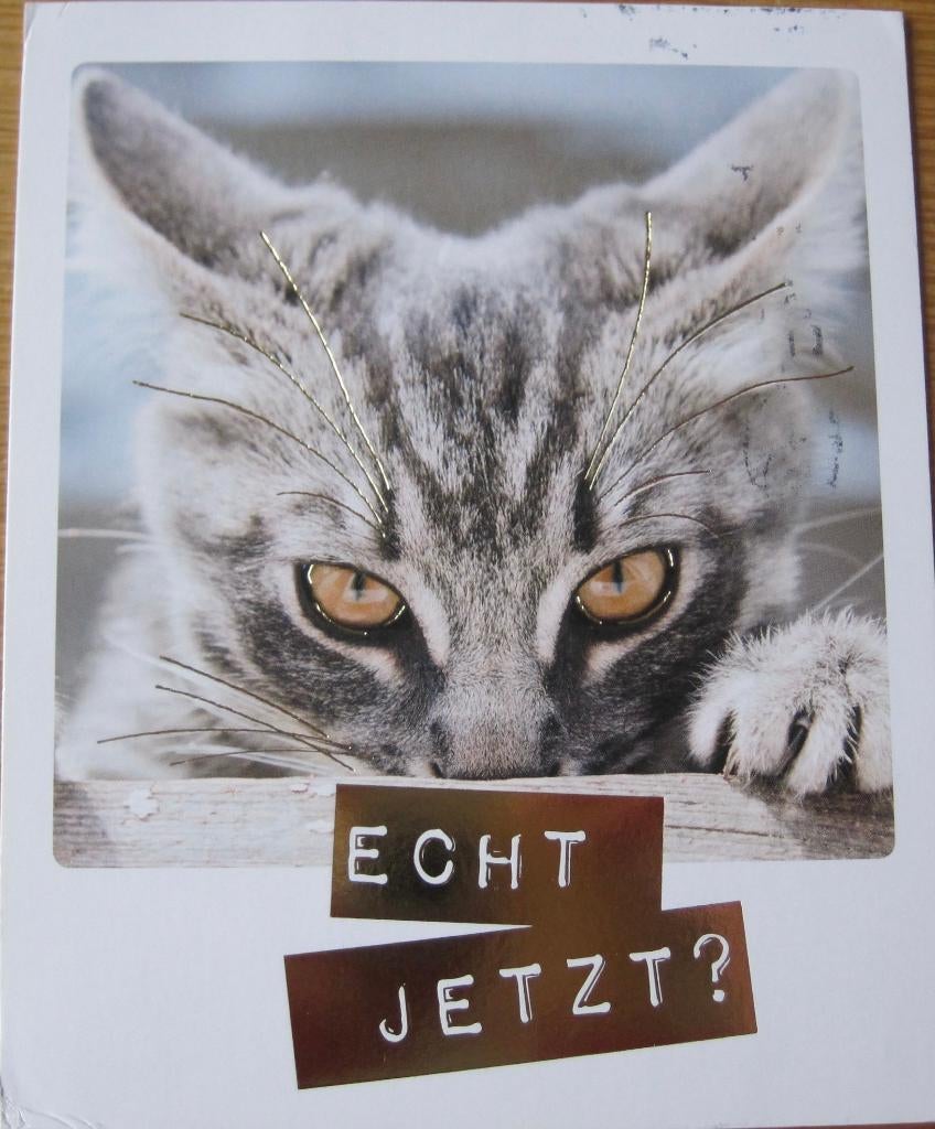 poes op ansichtkaart met tekst echt jetzt?, Verzenden, 1980 tot heden, Gelopen, Hond of Kat