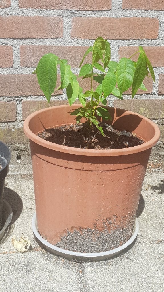 Walnotenboompje gratis op te halen, Tuin en Terras, Planten | Bomen, Ophalen, Volle zon, Overige soorten, Minder dan 100 cm