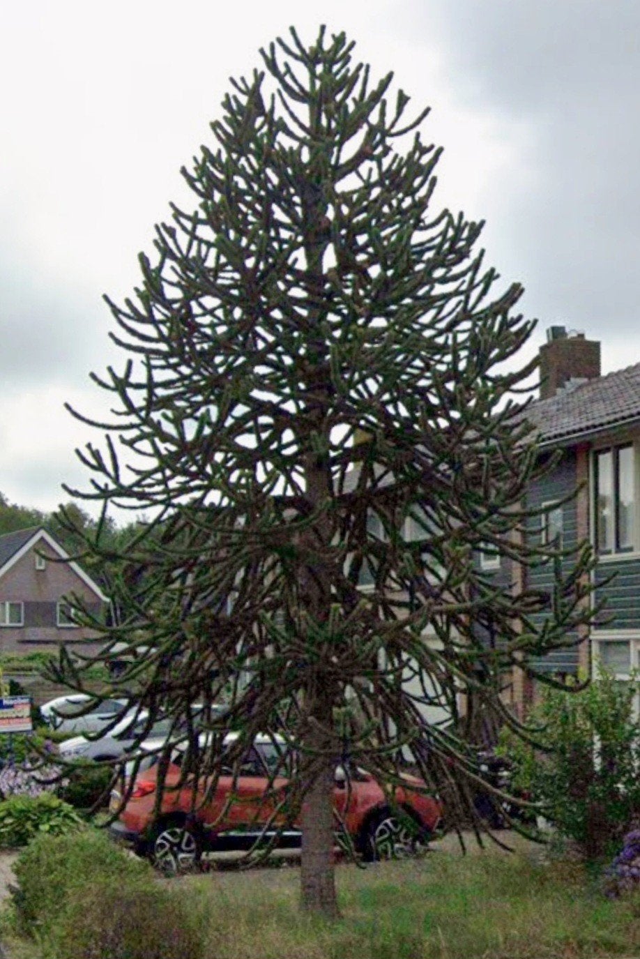 Slangenboom / Apenboom (Araucaria araucana), Volle zon, Bloeit niet, 400 cm of meer, Overige soorten