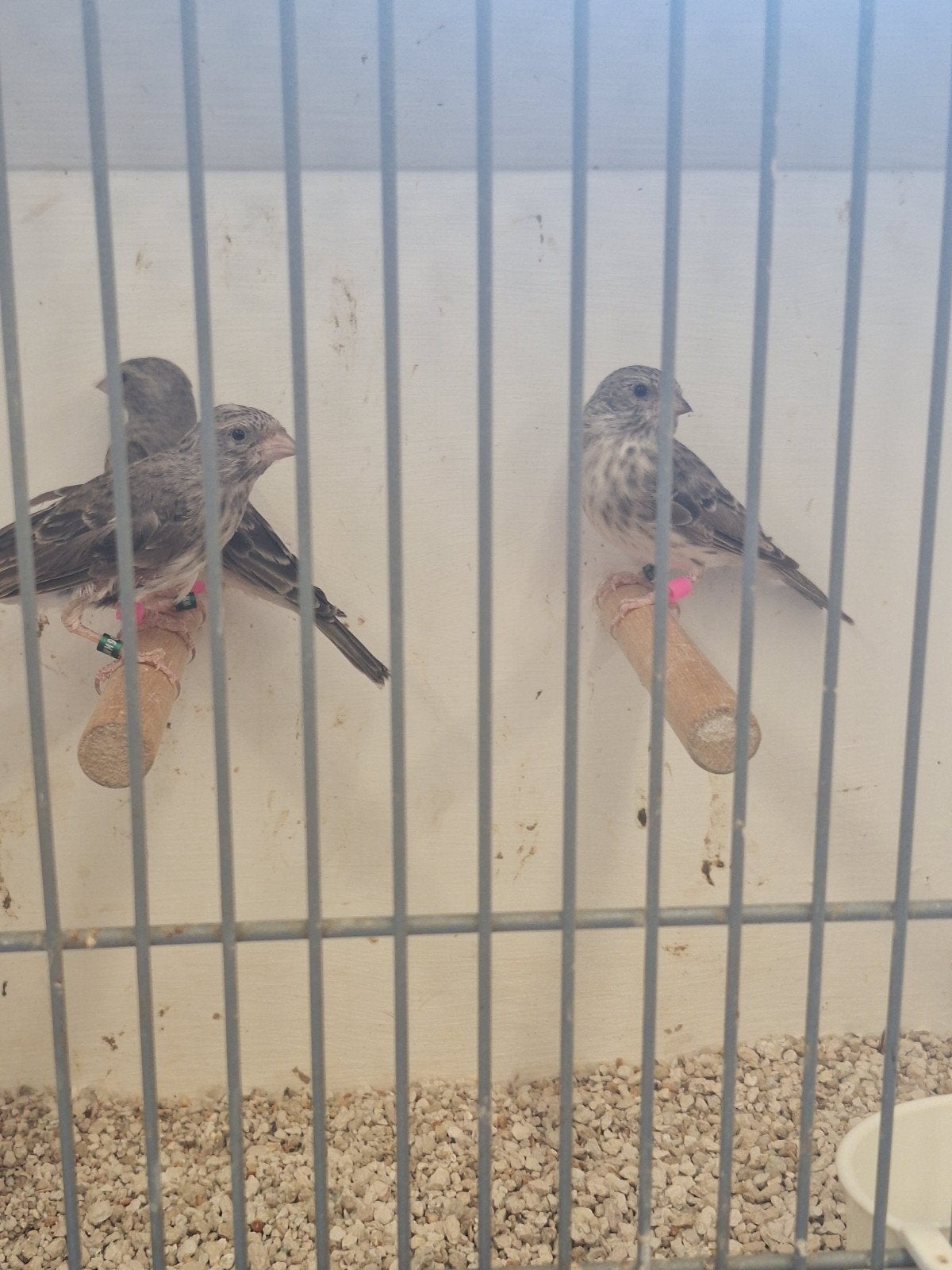 Edelzangers pop met dna broedrijp, Dieren en Toebehoren, Vogels | Overige Vogels, Vrouwelijk, Tropenvogel, Geringd