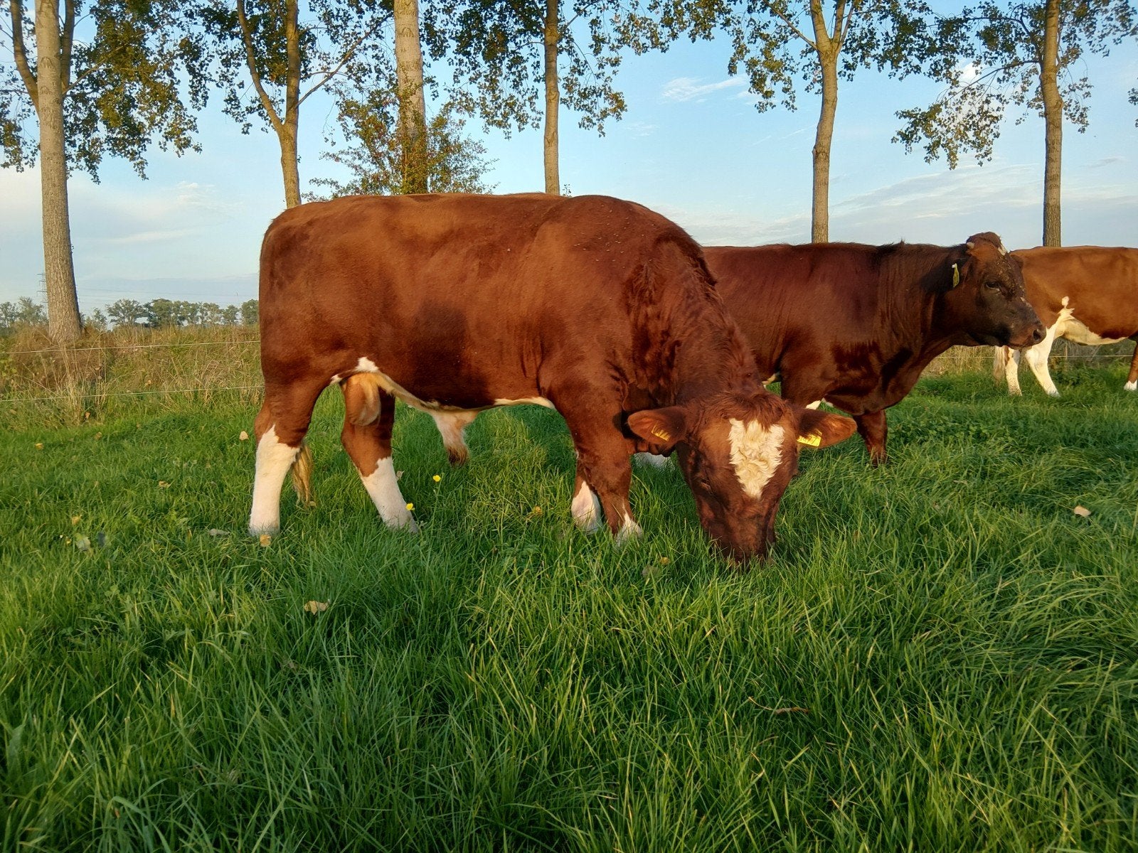Brandrode dekstier, Dieren en Toebehoren, Mannelijk, 0 tot 2 jaar