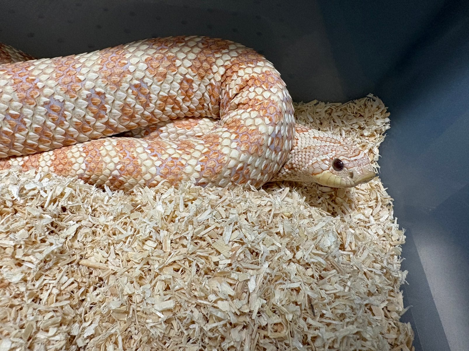 0.1 Albino het Axanthic haakneus slang te koop Hognose Snake photo 2