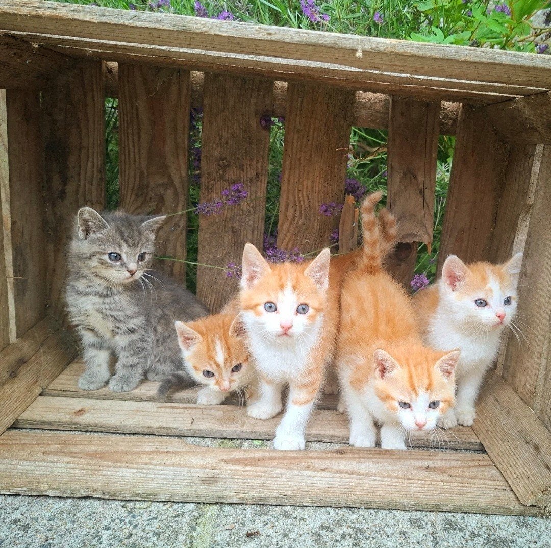 Lieve boerderij kittens te koop!, Dieren en Toebehoren, Meerdere dieren, Kortharig, 0 tot 2 jaar