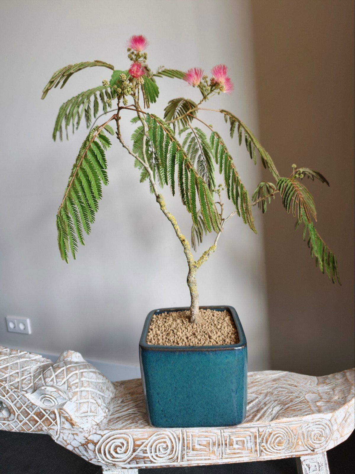 Albizia Perzische Slaapboom bonsai, Ophalen, Bloeit niet, Halfschaduw, Overige soorten