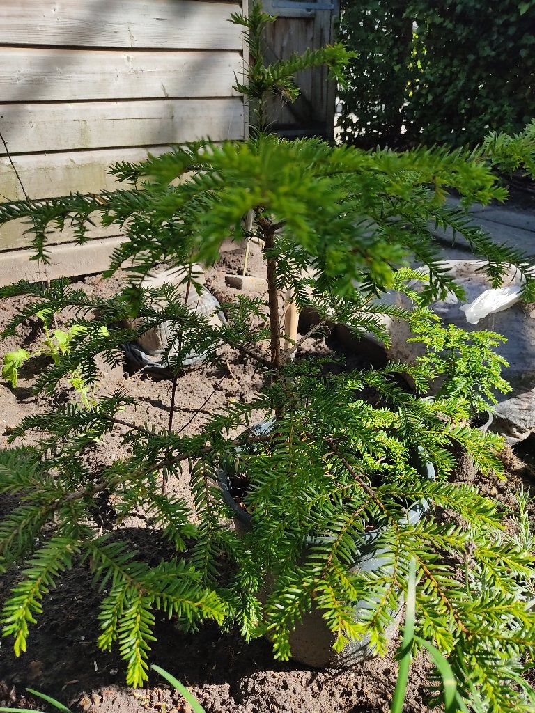 Taxus plant, Ophalen, Taxus, Minder dan 100 cm