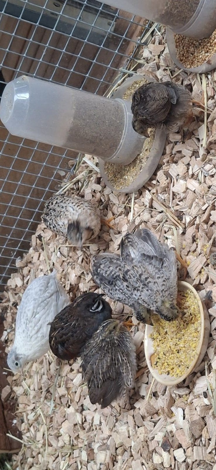 Chinese dwerg kwartelts, Meerdere dieren