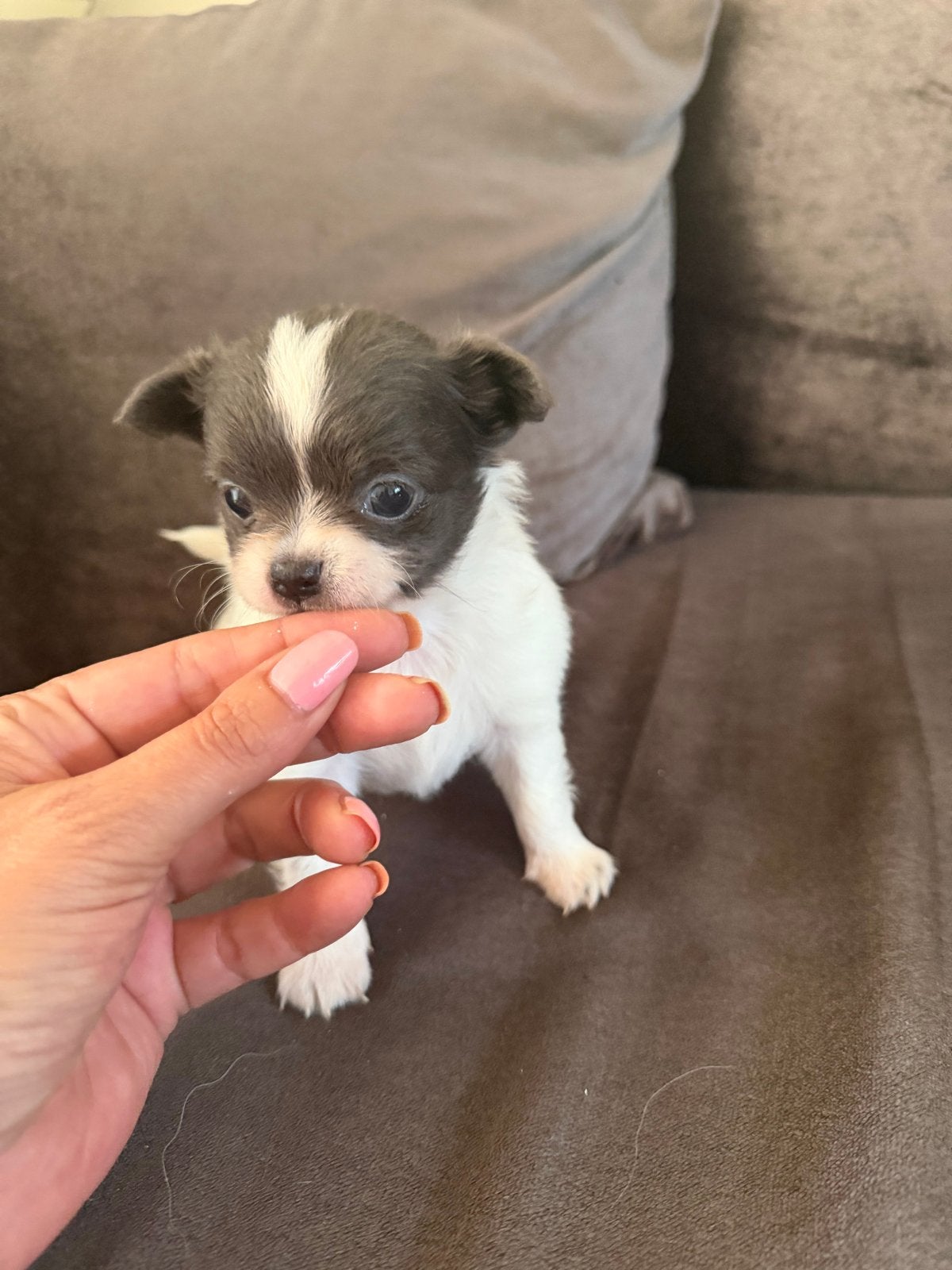 Chihuahua mini reutje raszuiver laatste die beschikbaar is., Parvo, Reu, 8 tot 15 weken, Eén hond