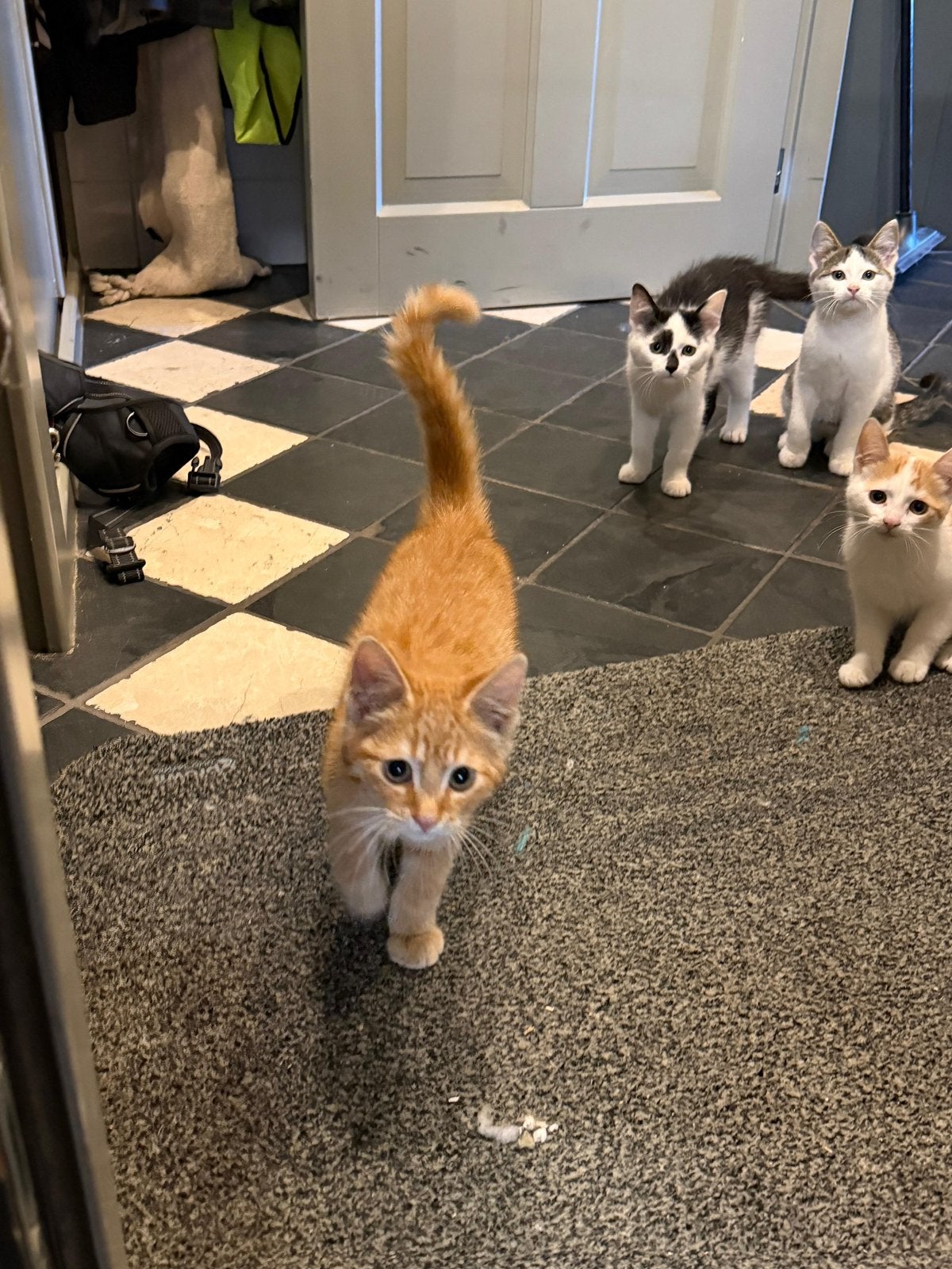 Europeese korthaar  kittens, Dieren en Toebehoren, Meerdere dieren