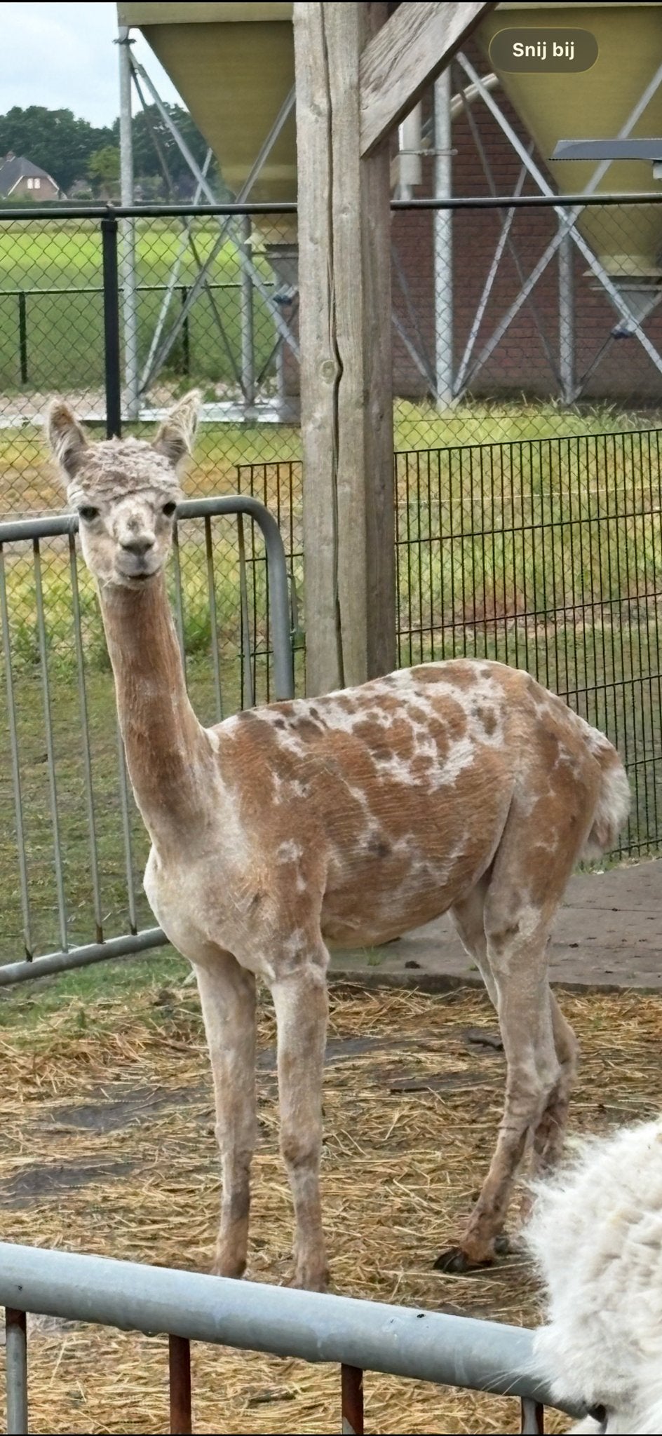 Appaloosa hengst, Dieren en Toebehoren, Juni, Mannelijk