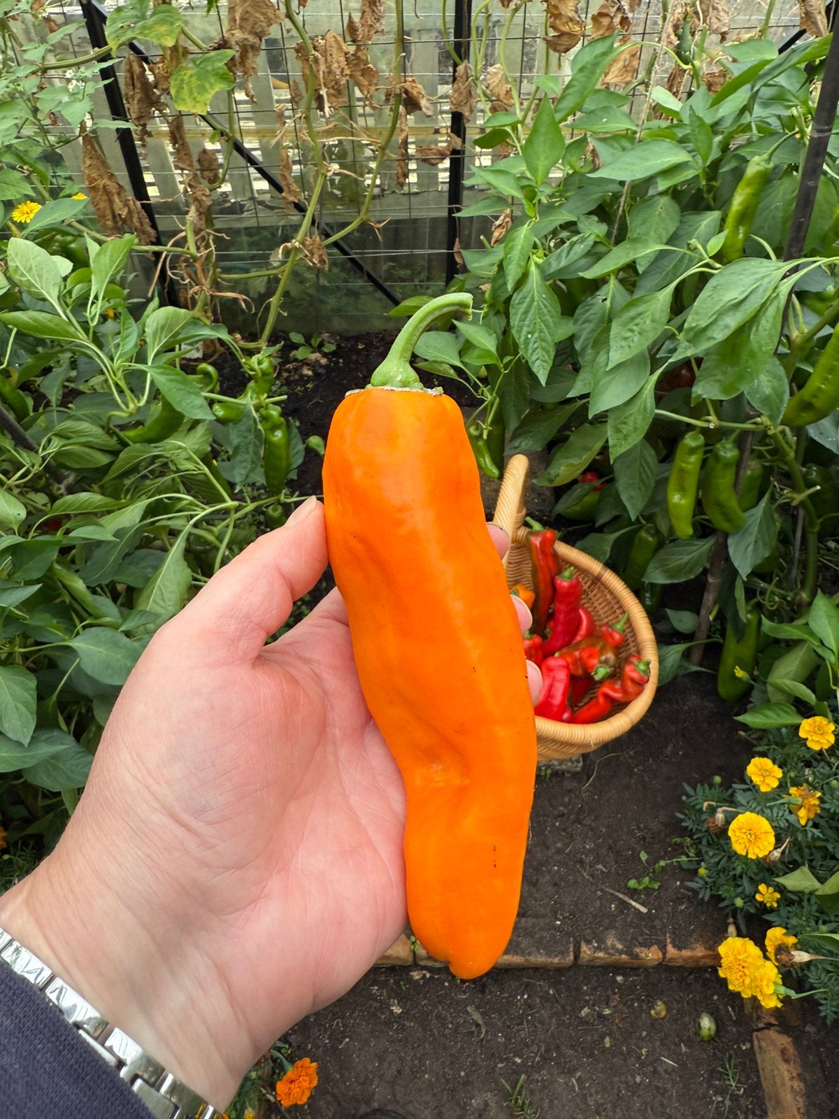 Bio zaden Zoete Puntpaprika Kyra oranje, Ophalen of Verzenden, Volle zon