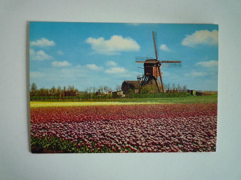 Postcrossing kaart bloemenvelden met molen, Ophalen of Verzenden, Voor 1920