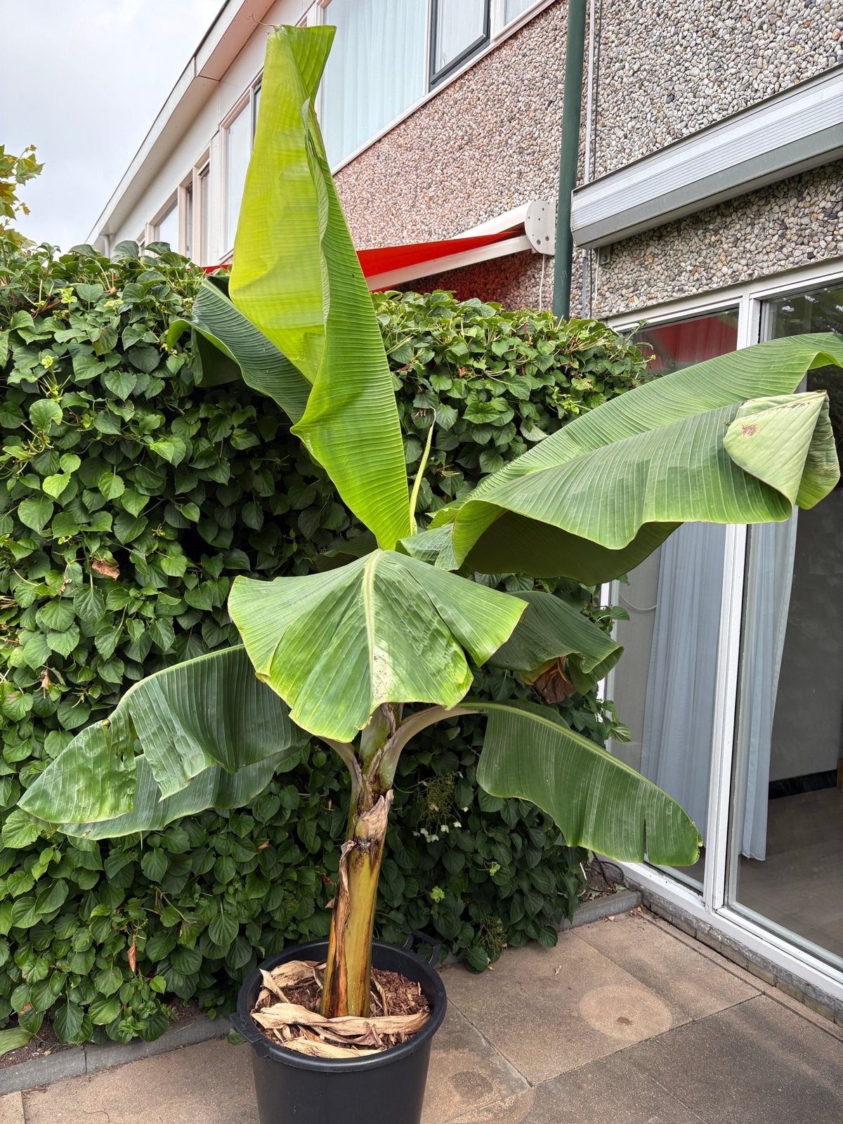 2 Surinaamse bananenplanten (binnenplant, 2 meter), Ophalen, 200 cm of meer, Fruitplant, In pot