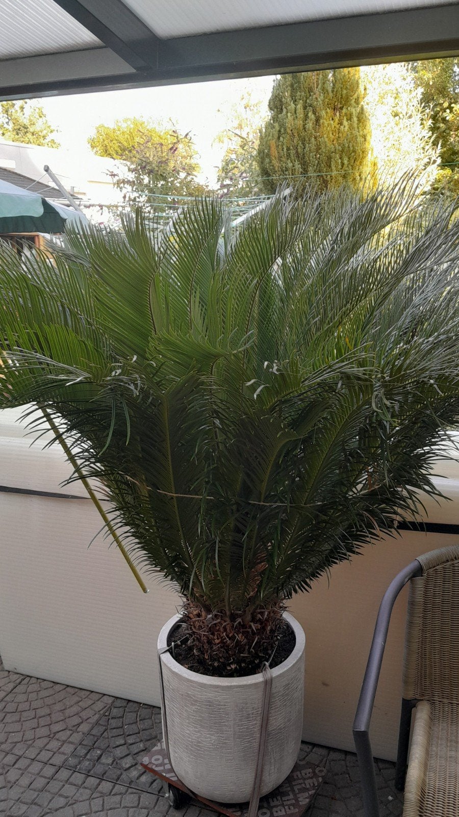 Grote Cycas Revoluta Palm in Pot 120cm hoog Stam doorsnede 3, Ophalen