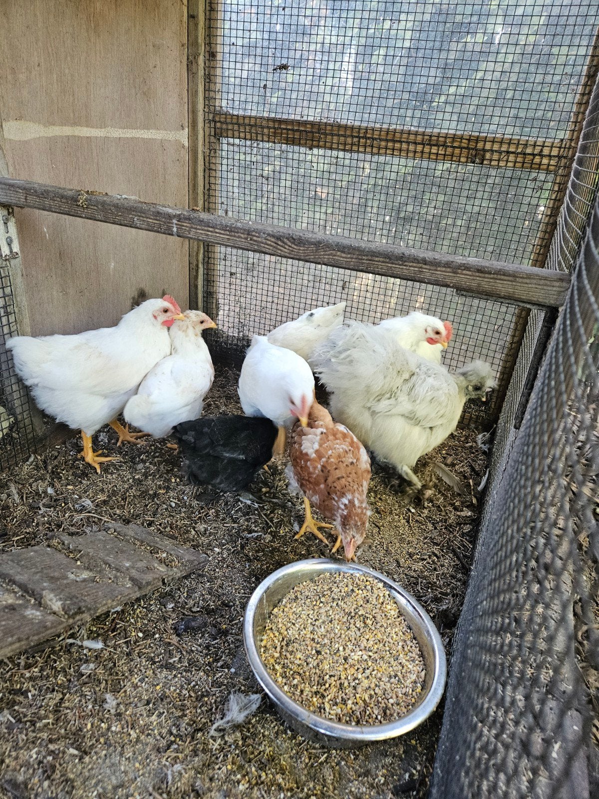 3 jonge hanen te koop, Mannelijk, Kip