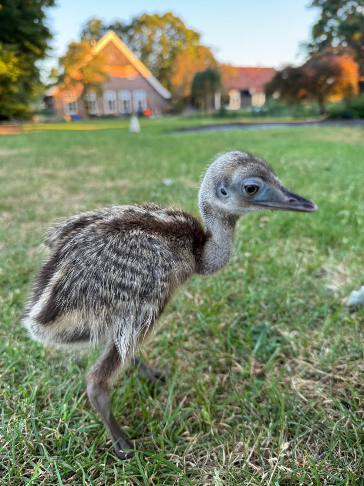 Leuk nandoe kuiken te koop, Dieren en Toebehoren