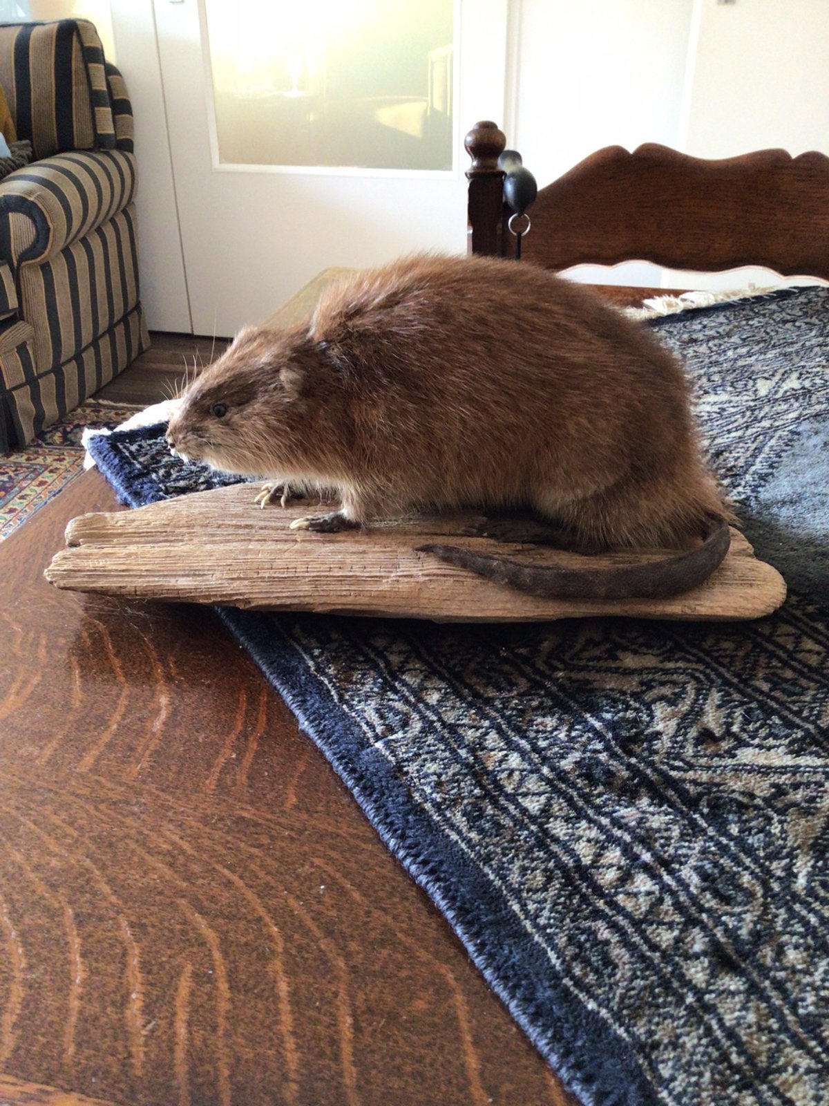Opgezette muskusrat, Ophalen of Verzenden, Opgezet dier