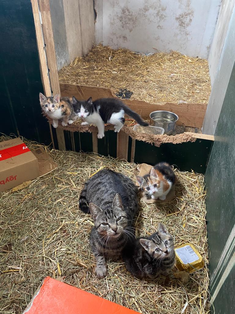 Boerderij kittens te koop, Meerdere dieren