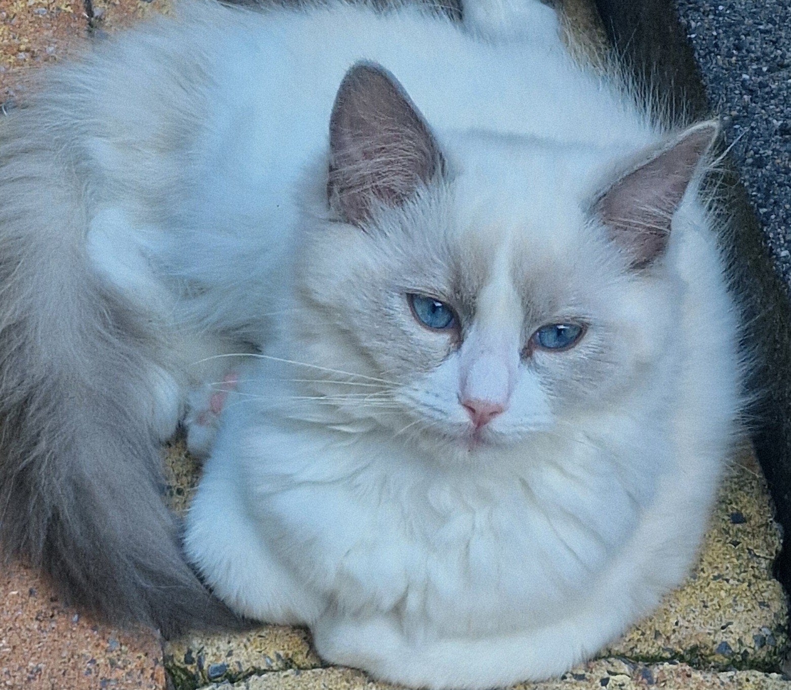 Ragdoll buitenlandse lijn met stamboom, Dieren en Toebehoren, Meerdere dieren, Met stamboom, 0 tot 2 jaar
