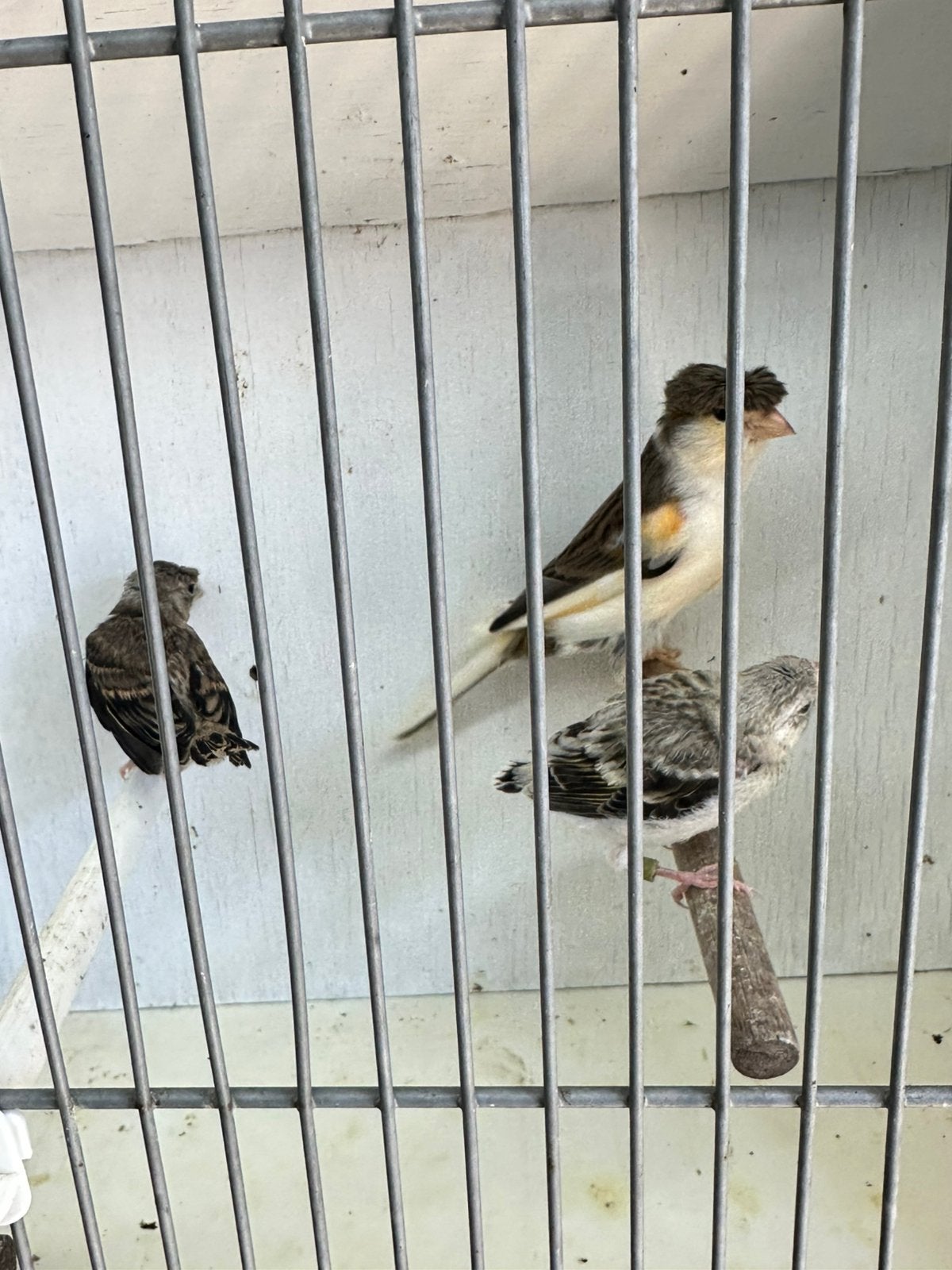 Twee jonge putter bastaarden en moeder kanarie, Mannelijk, Wildzangvogel, Geringd