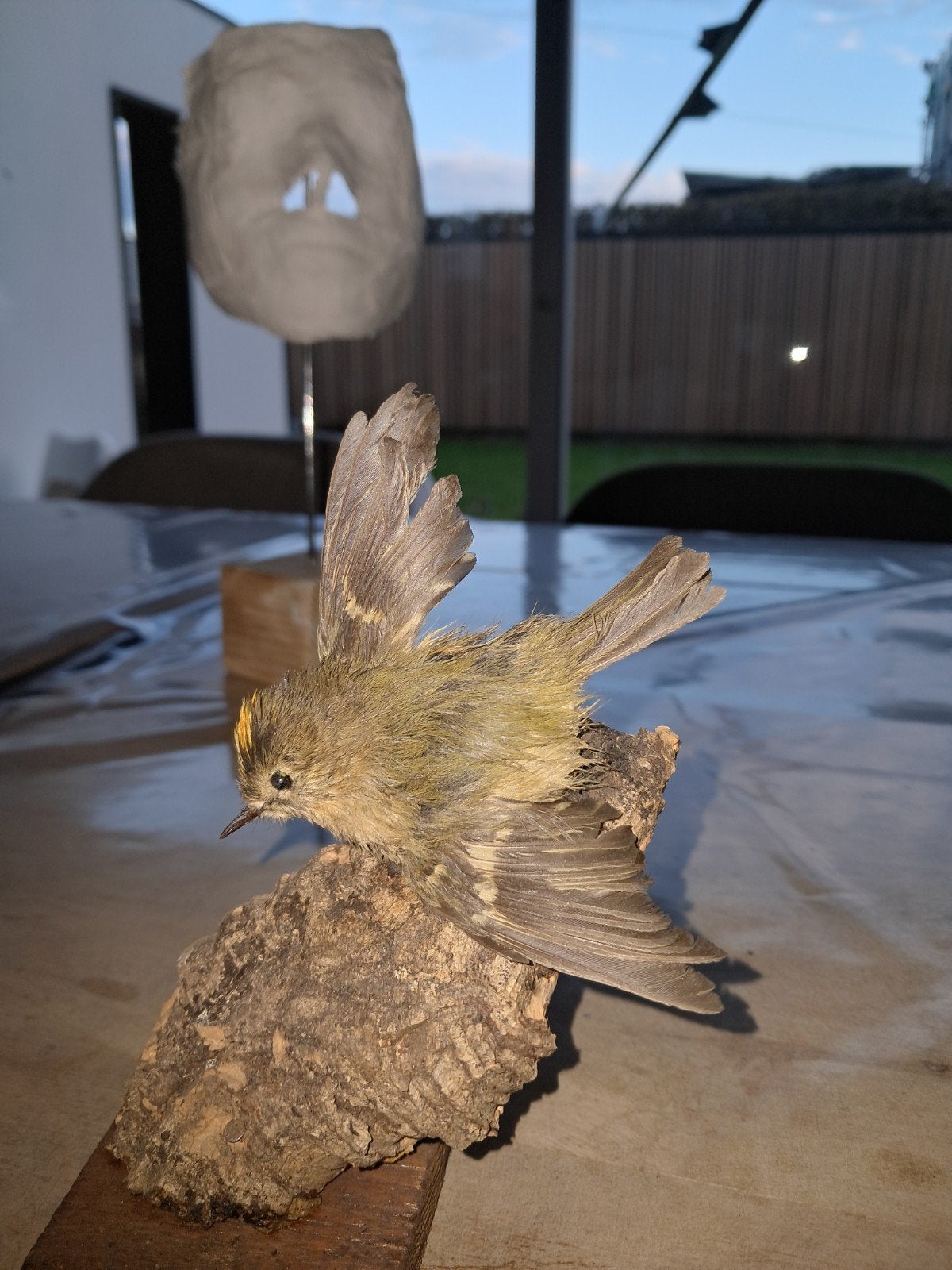 opgezette vogel taxidermie, Ophalen of Verzenden, Gebruikt, Vogel, Opgezet dier