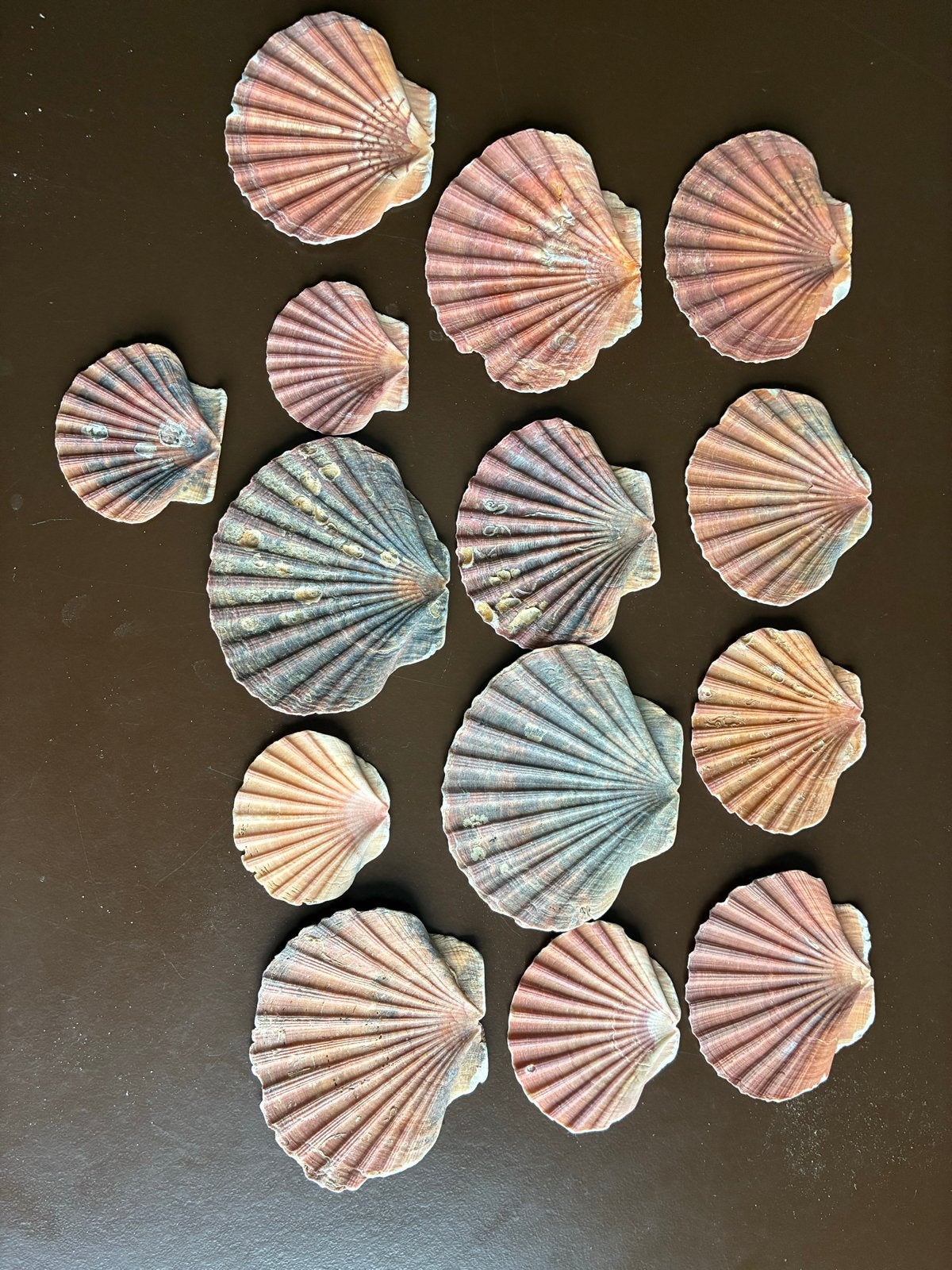 Platte Jacobs schelpen - Decoratie en knutselmateriaal, Verzamelen, Ophalen of Verzenden, Gebruikt