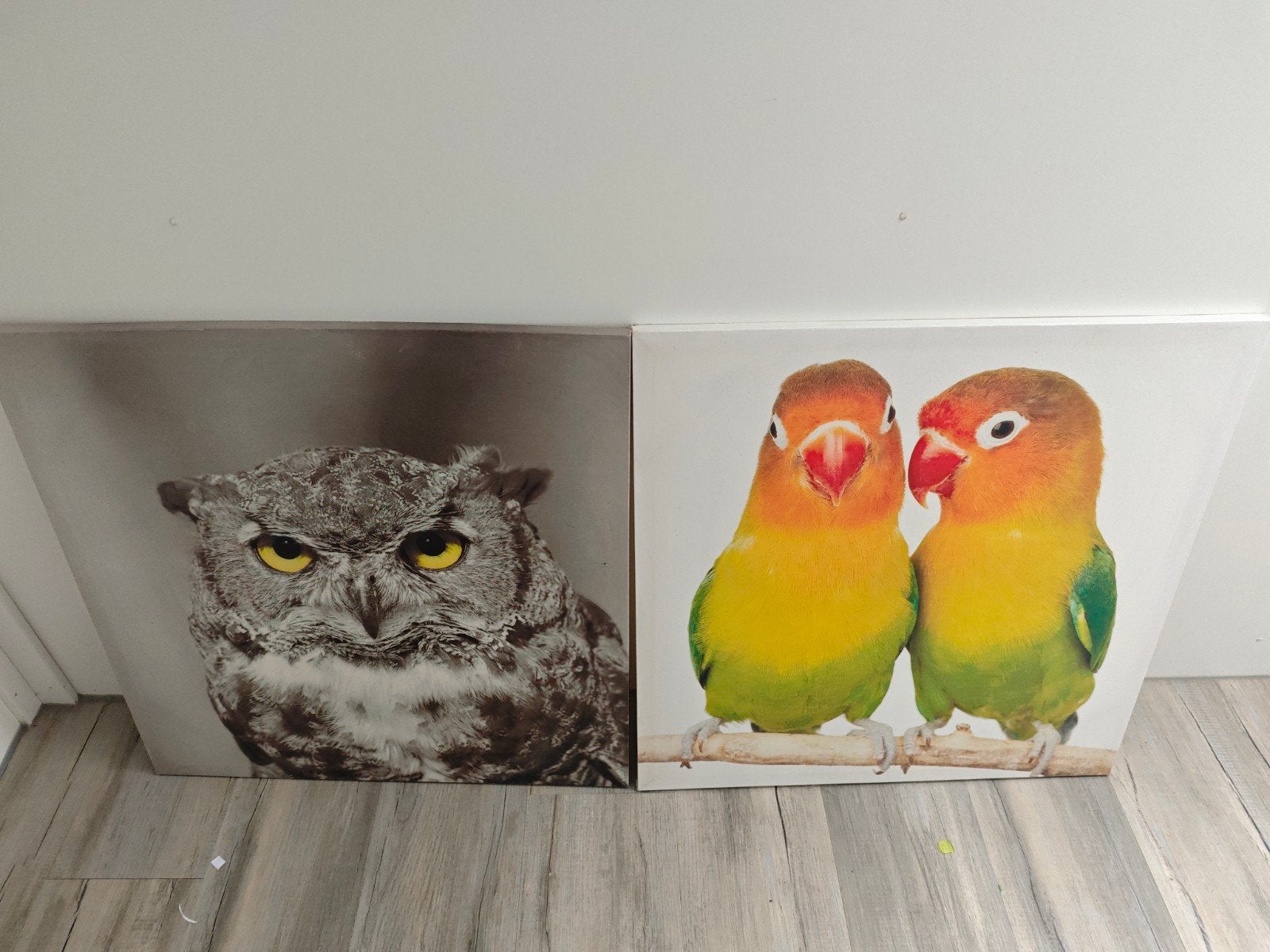 2 Leuke Schilderijtjes: Uil en Parkieten, Minder dan 50 cm, Gebruikt, Ophalen of Verzenden, Schilderij