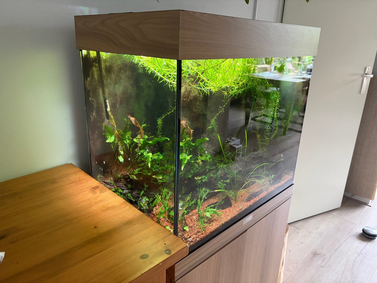 Zeer compleet aquarium, 120 liter, Dieren en Toebehoren, Ophalen, Inclusief vissen, Juwel, Gevuld zoetwateraquarium